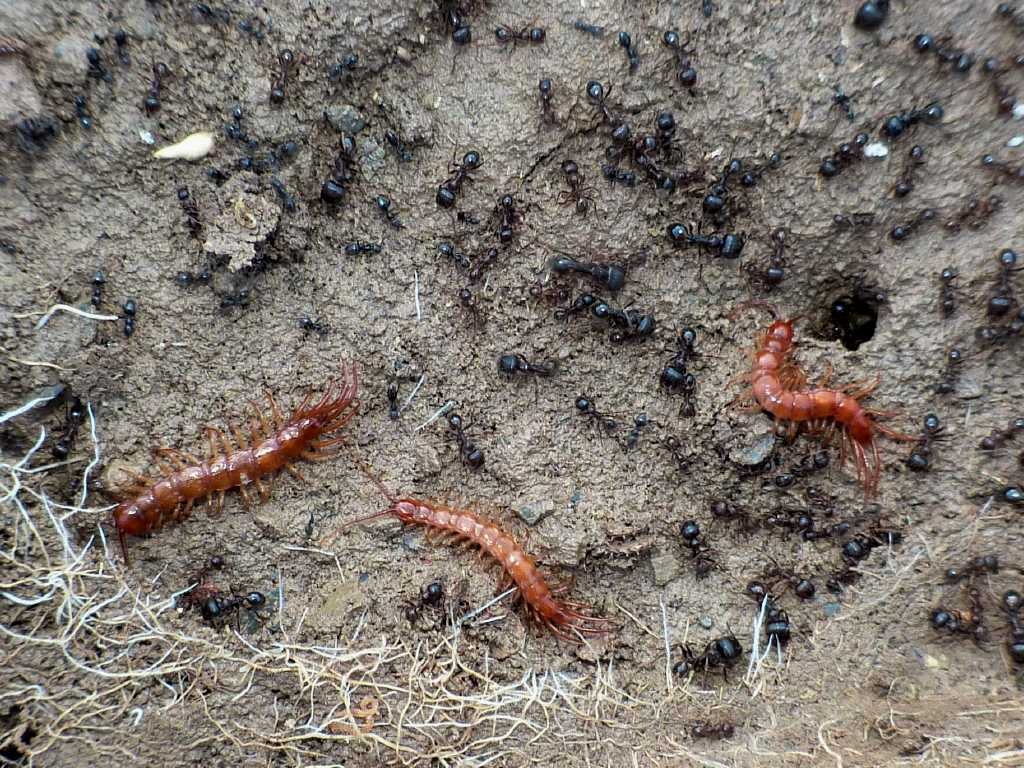 Lithobius sp. ospiti di Messor structor - Tolfa (RM) e Roma